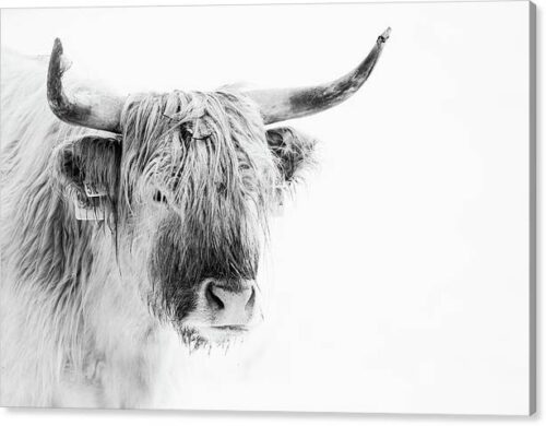 , Animals & Wildlife Canvas Prints, highland-cattle-canvas-print