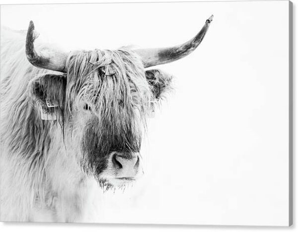 Highland cattle – High Key Photography – Canvas Photography Print