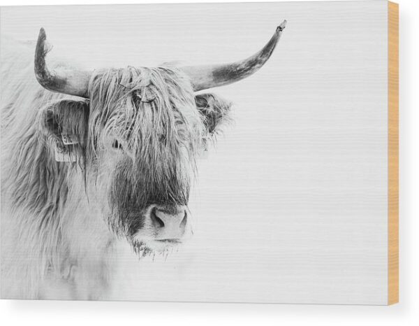 Highland cattle – High Key Photography – Wood Print