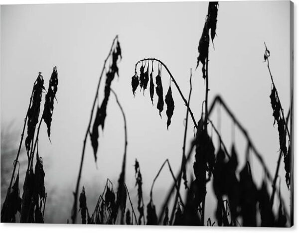 Impermanence II – Canvas Photography Print