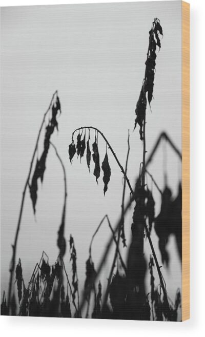 Impermanence photograph - Wood print for sale, Nature Wood Prints, impermanence-wood-print