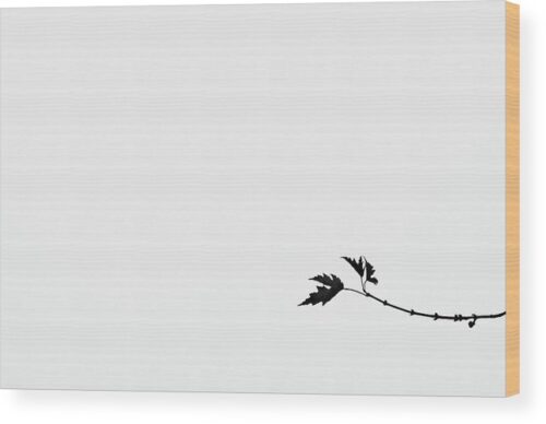 Leaves B&W photograph - Wood print for sale, Wood Prints, minimal-black-and-white-leaf-on-branch-wood-print