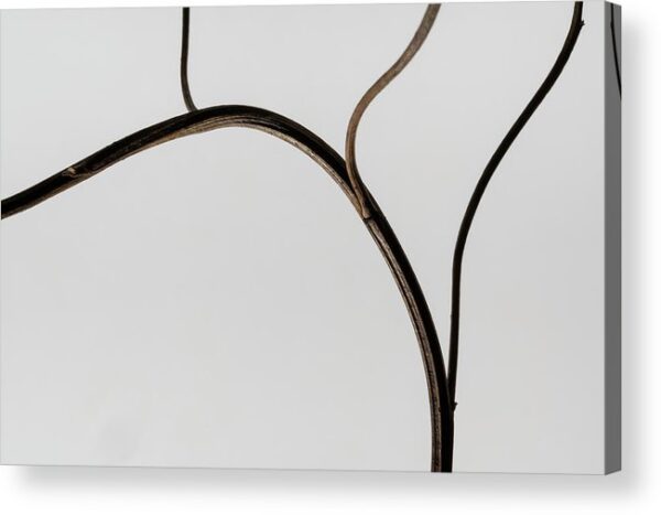 The Silhouette of Stem – Acrylic Print