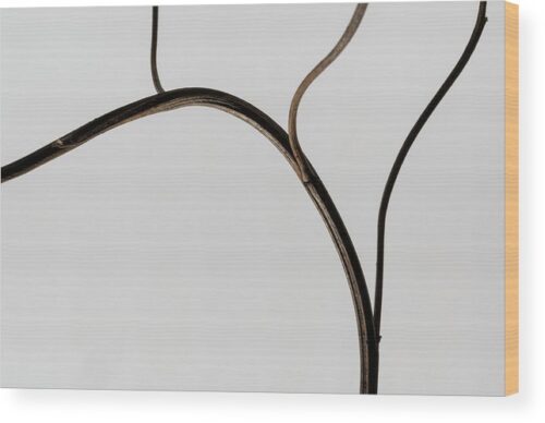 Branch minimalist photograph - Wood print for sale, Minimalist Wood Prints, minimalist-branch-wood-print