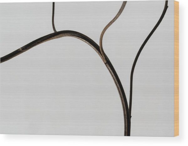 Branch minimalist photograph - Wood print for sale