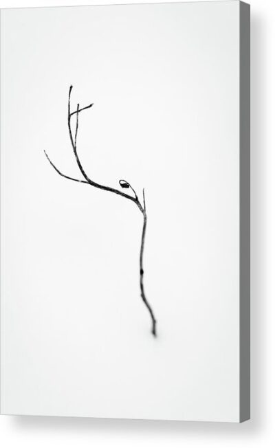 , Minimalist Acrylic Prints, minimalist-flower-photography-acrylic-print