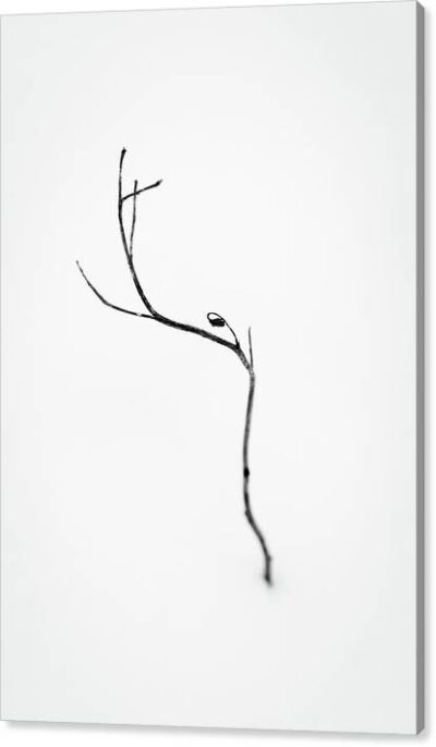 , Minimalist Canvas Prints, minimalist-flower-photography-canvas-print