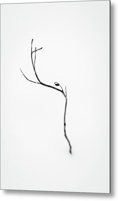 , Nature Metal Prints, minimalist-flower-photography-metal-print