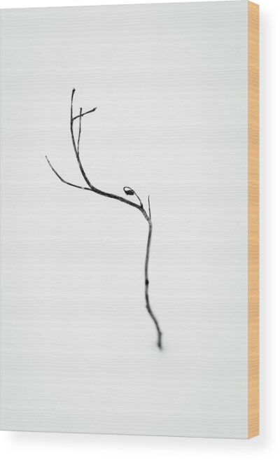 , Wood Prints, minimalist-flower-photography-wood-print