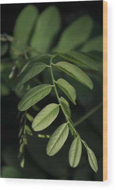 Leaves photograph - Wood print for sale, Wood Prints, minimalist-leaf-wood-print