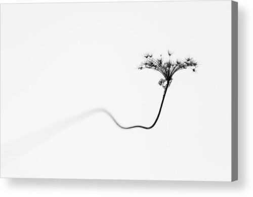 , Minimalist Acrylic Prints, minimalist-photo-of-a-dry-flower-acrylic-print