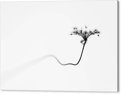 Minimalist Photo of a Dry Flower - Canvas Print, Nature Canvas Prints, Minimalist Photo of a Dry Flower – Canvas Print