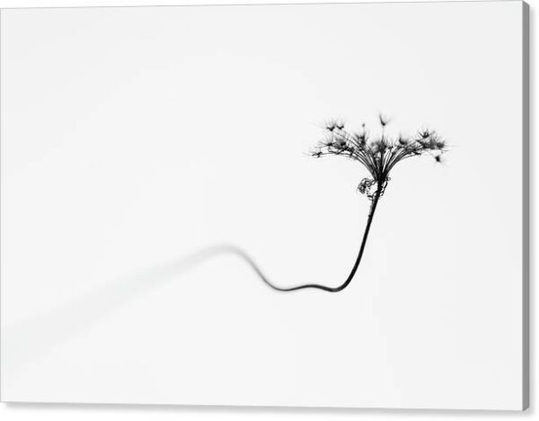 Minimalist Photo of a Dry Flower - Canvas Print