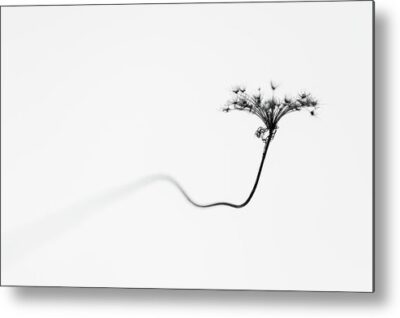 , Nature Metal Prints, minimalist-photo-of-a-dry-flower-metal-print
