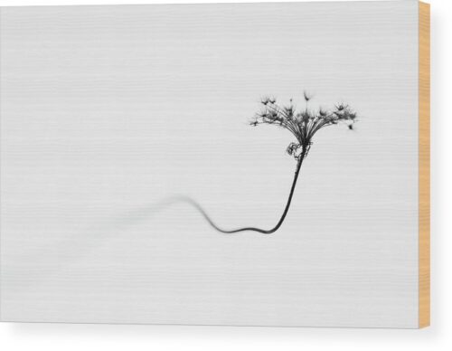 , Nature Wood Prints, minimalist-photo-of-a-dry-flower-wood-print