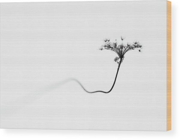 Minimalist Photo of a Dry Flower – Wood Print