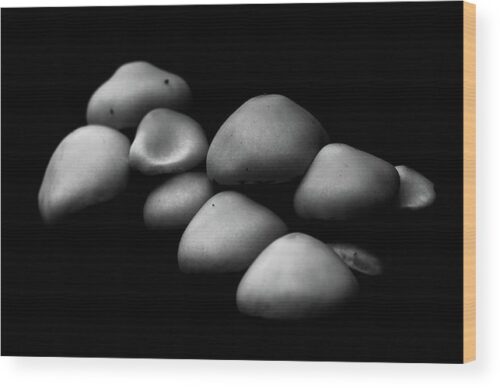 Mushrooms in the dark photograph - Wood print for sale, Nature Wood Prints, mushrooms-in-the-dark-wood-print