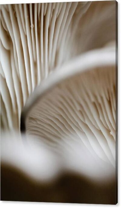 , Nature Canvas Prints, mushrooms-up-close-canvas-print