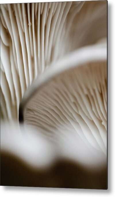 , Nature Metal Prints, mushrooms-up-close-metal-print