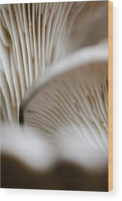 , Nature Wood Prints, mushrooms-up-close-wood-print