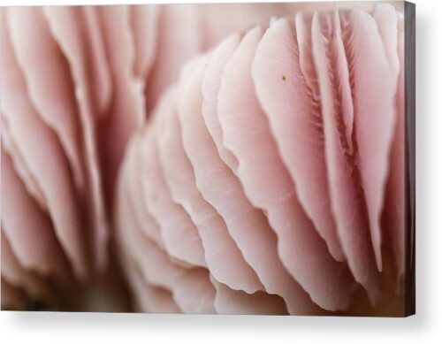 , Nature Acrylic Prints, pink-mushroom-acrylic-print