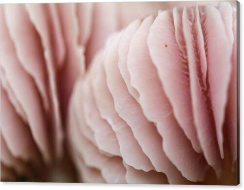 , Canvas Prints, pink-mushroom-canvas-print