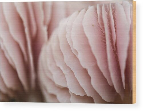 Pink mushroom photograph - Wood print for sale, Nature Wood Prints, pink-mushroom-wood-print