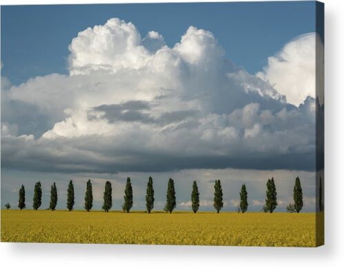 , Landscape Acrylic Prints, poplar-trees-in-the-field-acrylic-print
