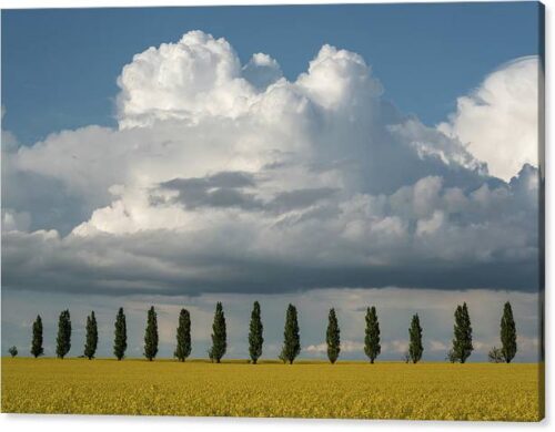 , Landscape Canvas Prints, poplar-trees-in-the-field-canvas-print