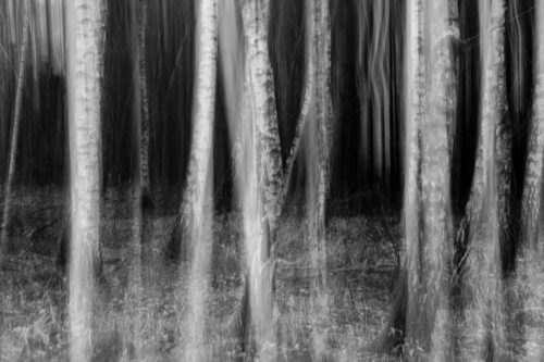 Creepy forest - Fine art photography print for sale, Abstract, Creepy forest – Fine art photography print for sale