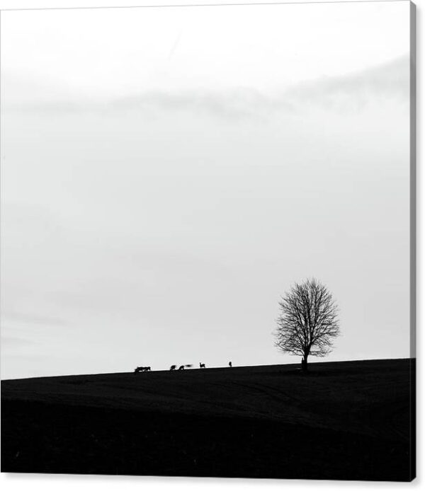 Silhouette of a Lonely Tree and Roe Deer - Canvas Photography Print