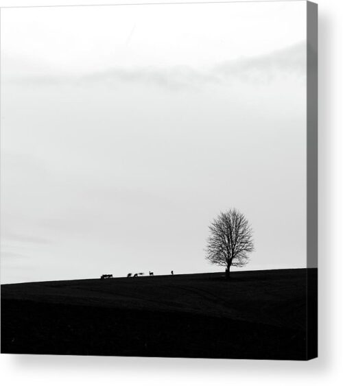 , Landscape Acrylic Prints, silhouette-of-a-lonely-tree-and-does-acrylic-print