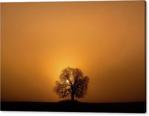 Silhouette of a tree and the rising sun - Canvas photography print