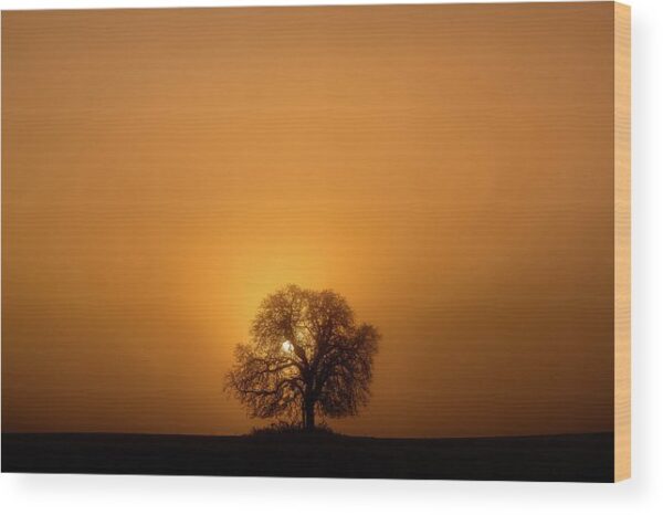 Silhouette of a tree and the rising sun – Wood Print