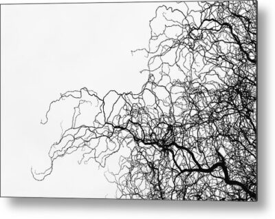 , Nature Metal Prints, silhouette-of-willow-branches-metal-print