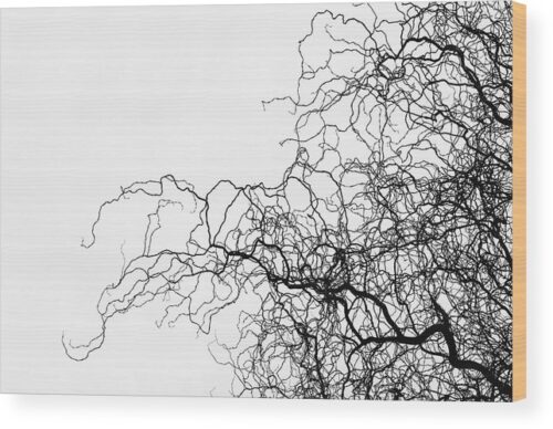 Silhouette of willow branches photograph - Wood print for sale, Nature Wood Prints, silhouette-of-willow-branches-wood-print
