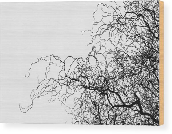 Silhouette of willow branches photograph - Wood print for sale