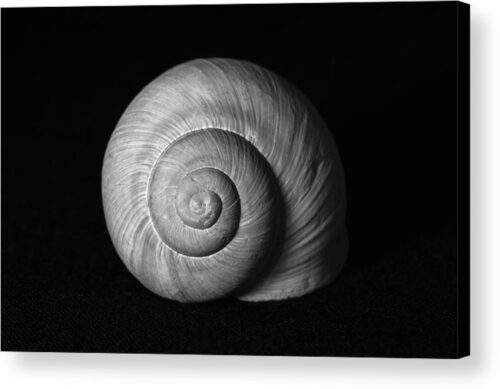 , Animals & Wildlife Acrylic Prints, snail-shell-minimalist-photography-acrylic-print
