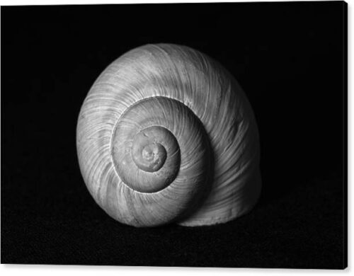 , Animals & Wildlife Canvas Prints, snail-shell-minimalist-photography-canvas-print
