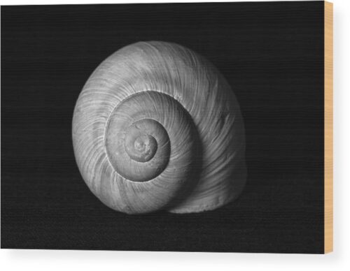 Snail shell photograph - Wood print for sale, Animals & Wildlife Wood Prints, snail-shell-minimalist-photography-wood-print