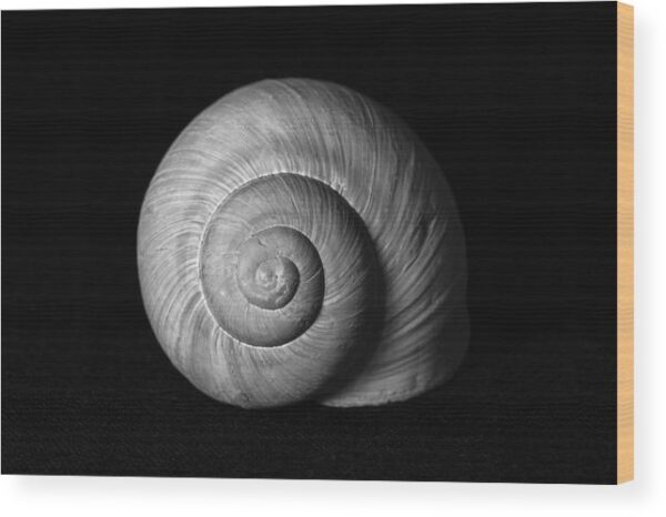 Snail shell photograph - Wood print for sale