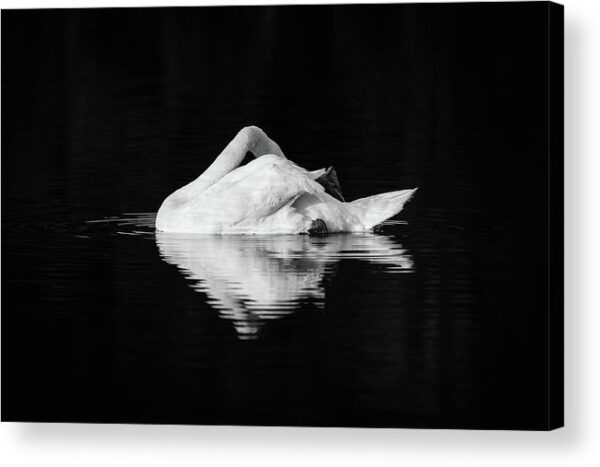 Swan: Black & White Art – Acrylic Print
