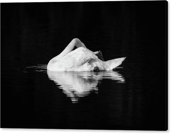 Swan: Black & White Art – Canvas Photography Print