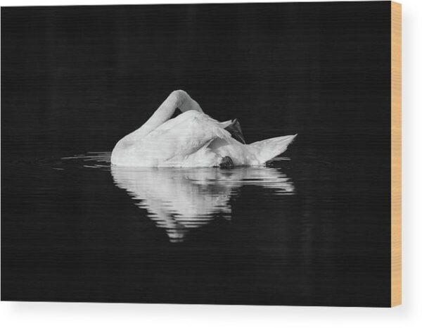 Swan photograph - Wood print for sale