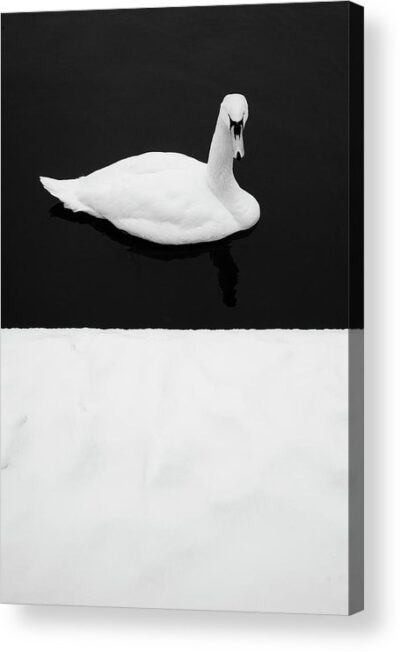 , Nature Acrylic Prints, swan-winter-minimalism-acrylic-print
