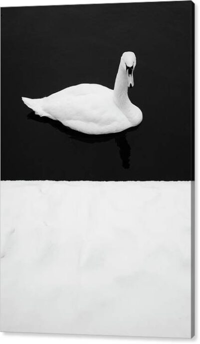 , Minimalist Canvas Prints, swan-winter-minimalism-canvas-print