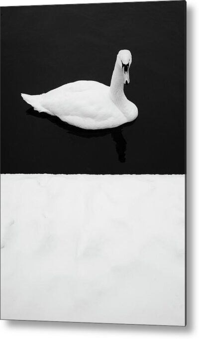 , Minimalist Metal Prints, swan-winter-minimalism-metal-print