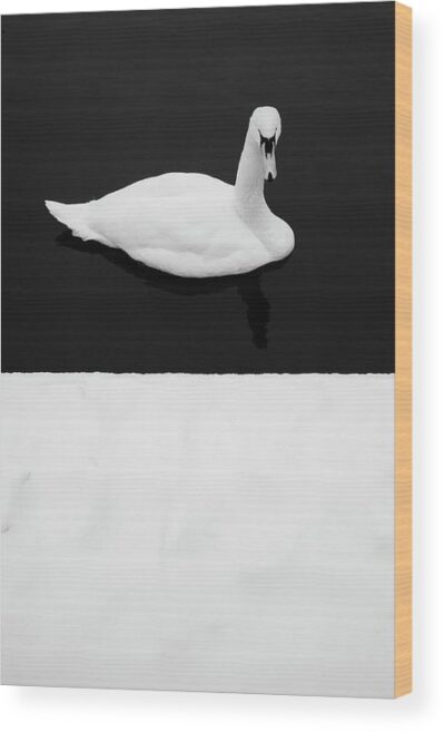 Swan minimalist vertical photograph - Wood print for sale, Wood Prints, swan-winter-minimalism-wood-print