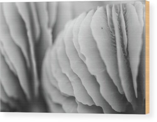 Mushroom abstract B&W photograph - Wood print for sale, Abstract Wood Prints, the-beauty-fo-mushroom-wood-print