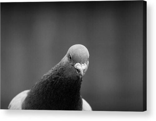 , Animals & Wildlife Acrylic Prints, the-curious-pigeon-acrylic-print